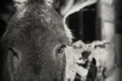 Donkey at Silverton, NSW