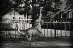 Parched Emu, Broken Hill, NSW