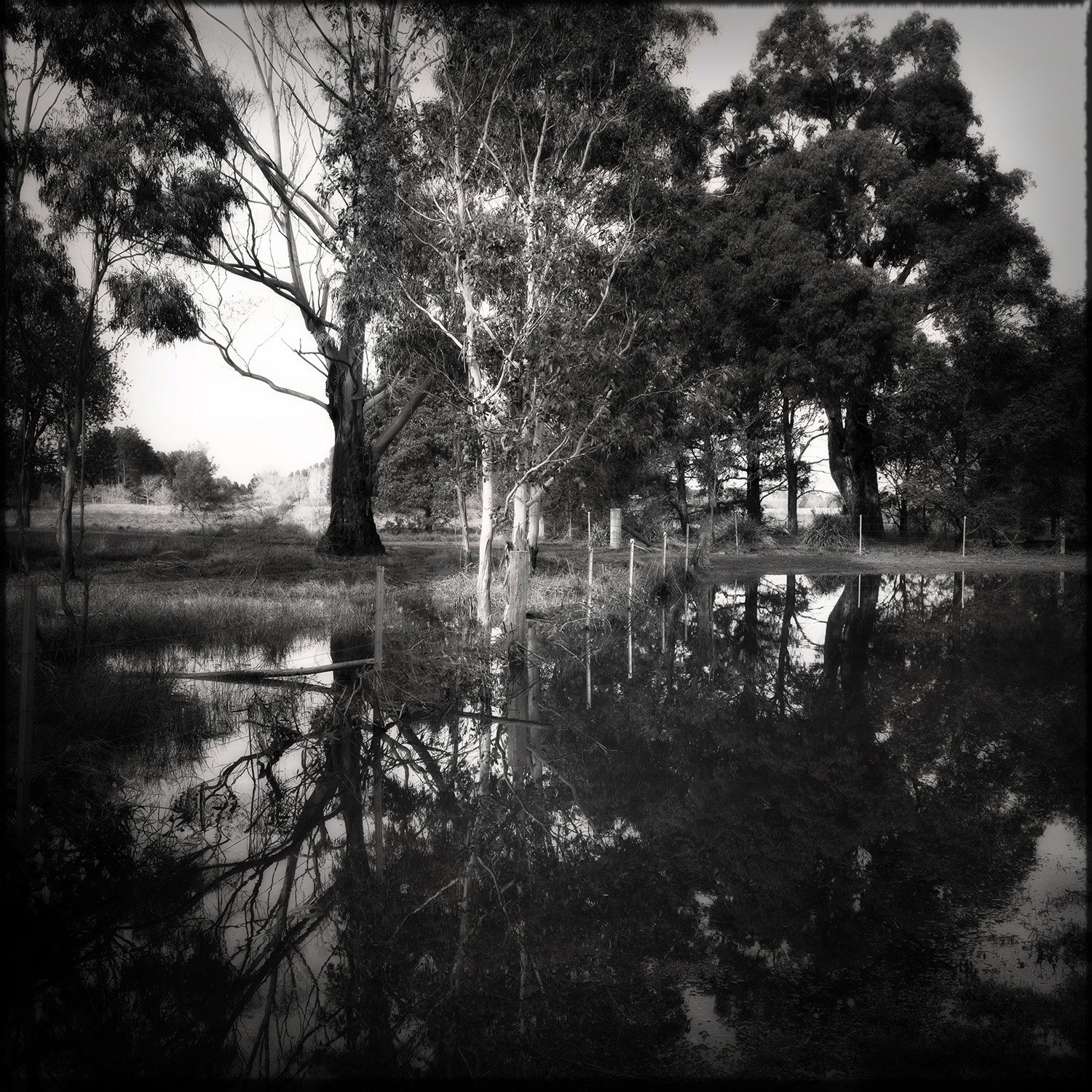 Tracy Ponich: <em>Reflections After Rain, Cecil Hoskins Reserve</em>, photographic print  on cotton fibre  paper, Tasmanian Oak frame with museum glass, 63 x 63 cm.