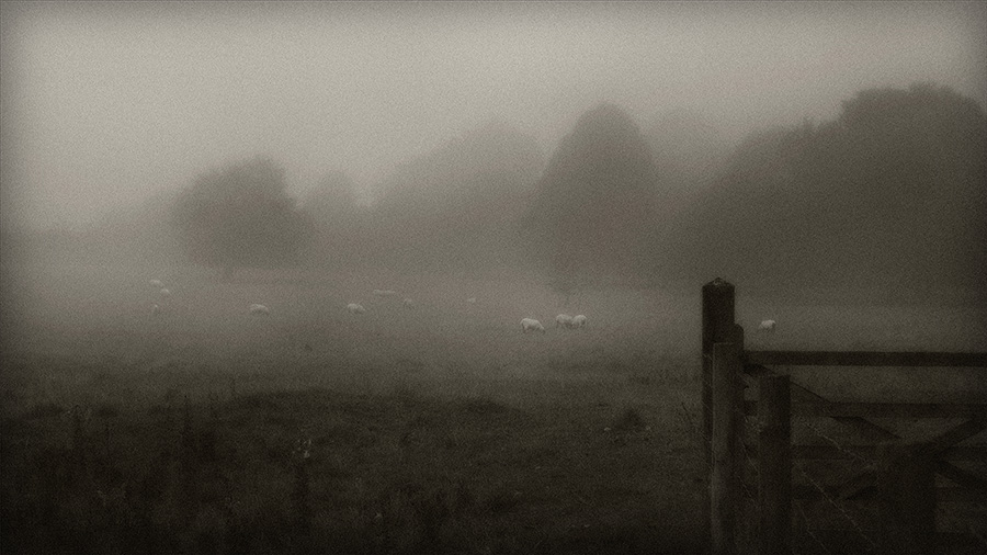 Tracy Ponich: Fog Over Sheep, Dorset