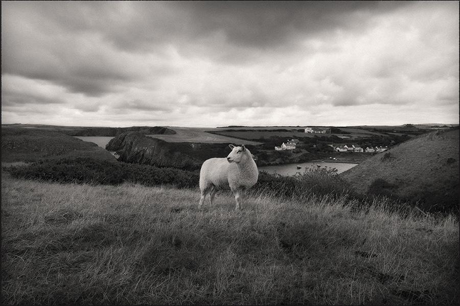 Tracy Ponich: Portrait of a Sheep, Carreg Samson, West Wales