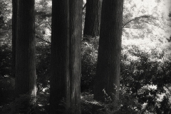 Tracy Ponich: Dance of Light, Nitobe Garden, Vancouver