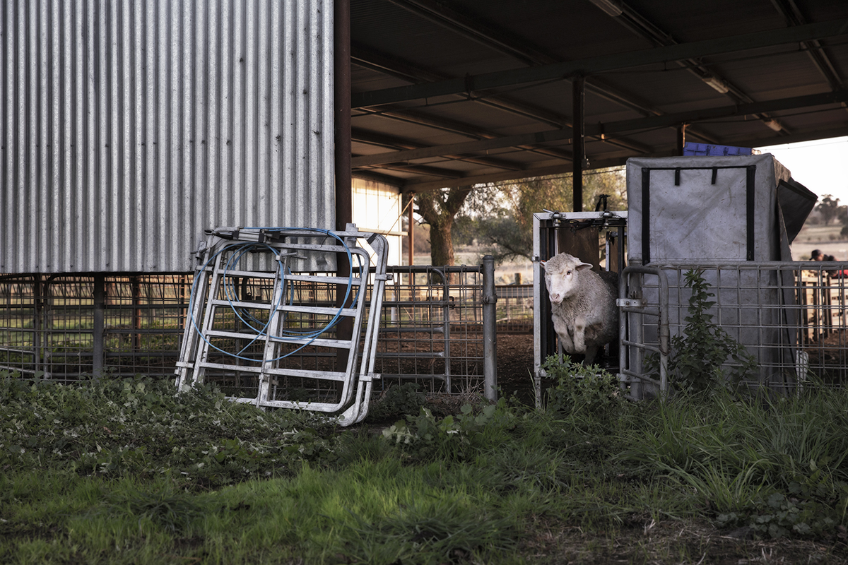 Sheep scanning day at Tiverton, Victoria