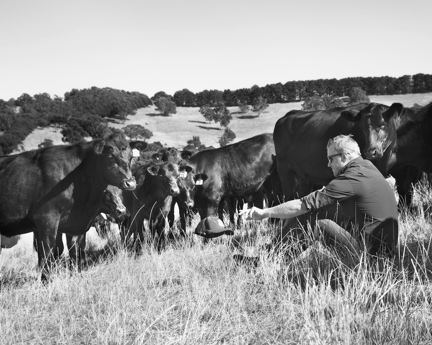 Scott with his cows, Green Slopes Farm, SA