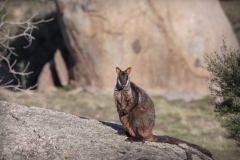 Brush-tailed Rock Wallaby, Mount Rothwell, VIC