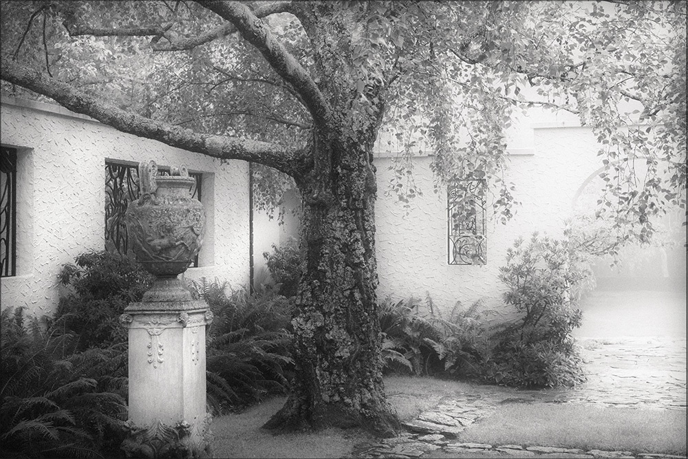Tracy Ponich: Silver Birch in Morning Mist, Everglades Historic House & Gardens, Leura