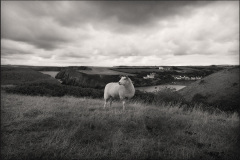 Portrait of a Sheep, Carreg Samson, West Wales
