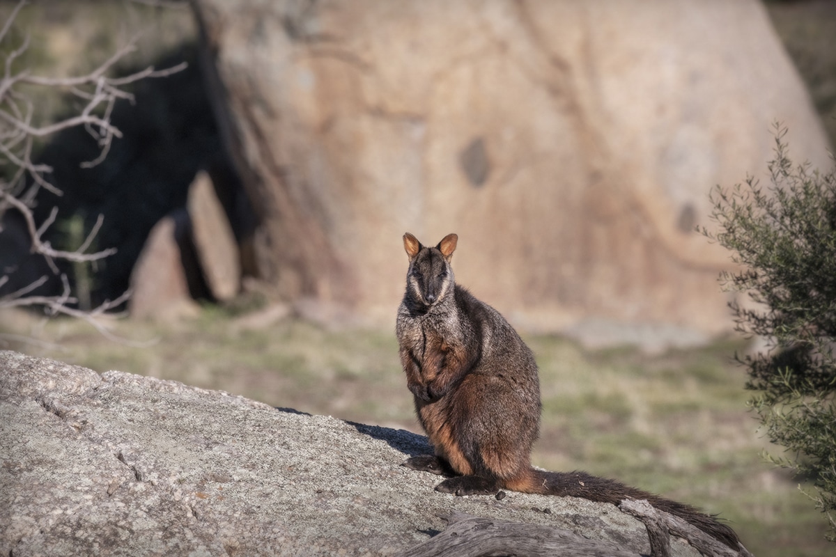 Rock wallaby, Mount Rothwell