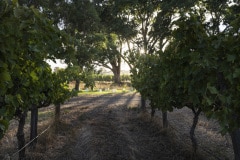 Tracy Ponich: Hither & Yon, Hunt Road - morning in the vineyard.