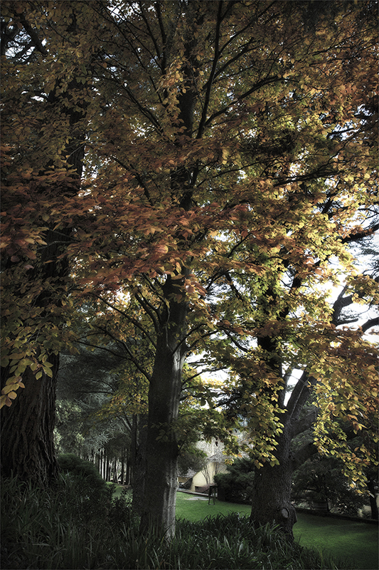 Conifer Walk: Autumn