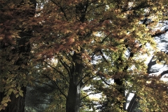Conifer Walk: Autumn
