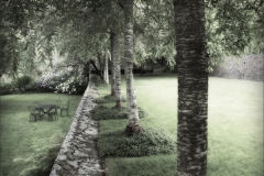 Tracy Ponich: The Cherry Trees, Summer