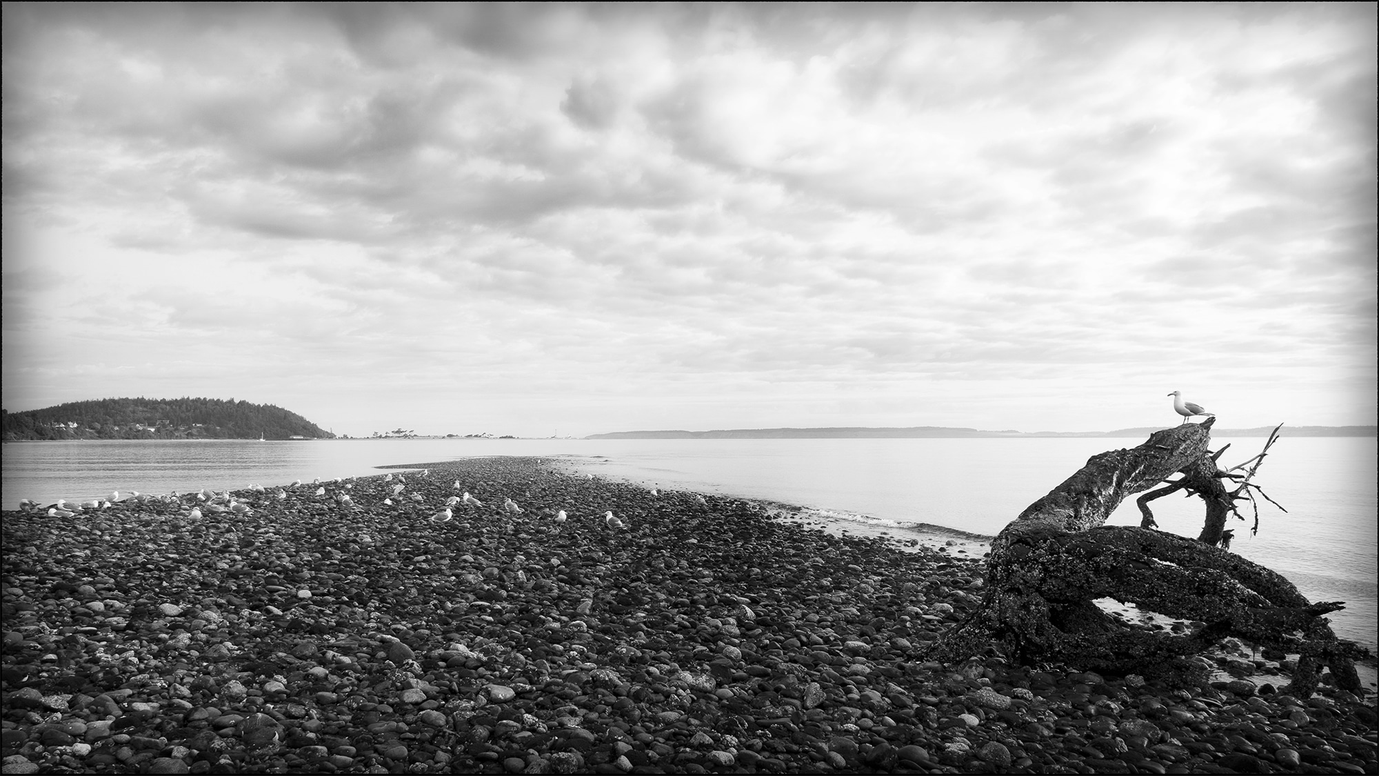 Tracy Ponich, Feathermark Photography: Locals of Port Townsend