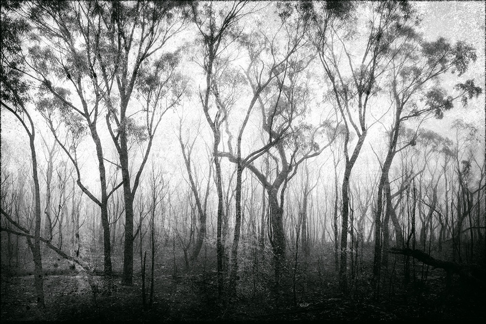Tracy Ponich: Aftermath 4, Bells Line of Road, photograph
